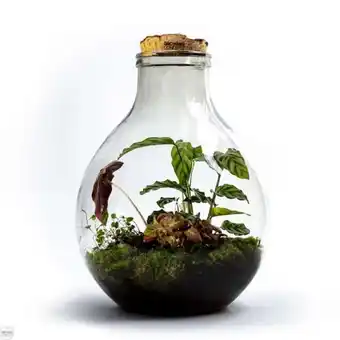 Ecocork - xl