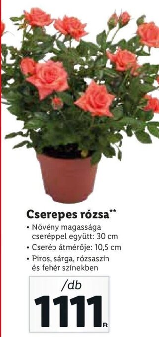 Cserepes rózsa 1 db