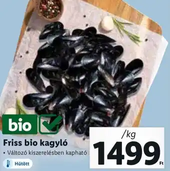 Friss bio kagyló 1 kg