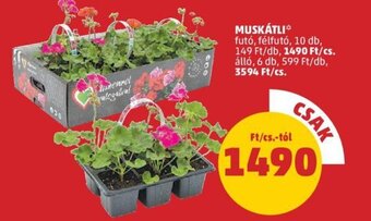 PENNY Muskátli 10 db ajánlat