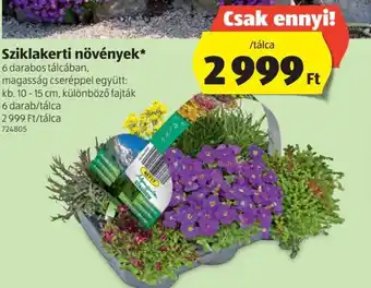ALDI Sziklakerti növények 1 tálca ajánlat