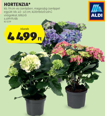 ALDI Hortenzia 1 db ajánlat