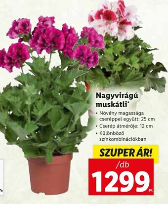 Lidl Nagyvirágú muskátli 1 db ajánlat
