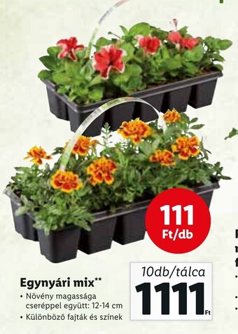 Lidl Egynyári mix 10 db ajánlat