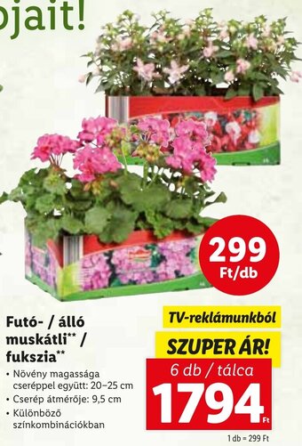 Lidl Futó- / álló muskátli / fukszia 6 db ajánlat