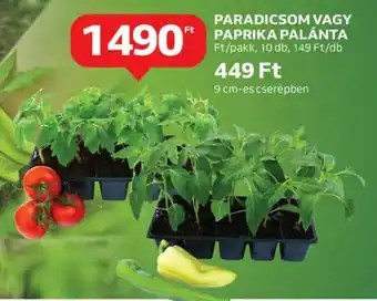 Auchan Paradicsom vagy paprika palánta 10 db ajánlat