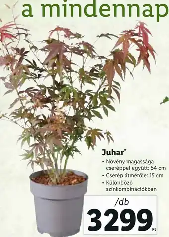 Lidl Juhar 1 db ajánlat