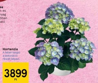 Tesco Hortenzia 1 db ajánlat