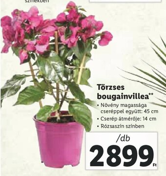 Törzses bougainvillea 1 db