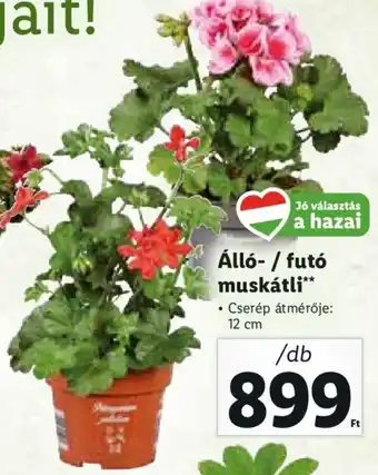 Lidl Álló-/futó muskátli 1 db ajánlat