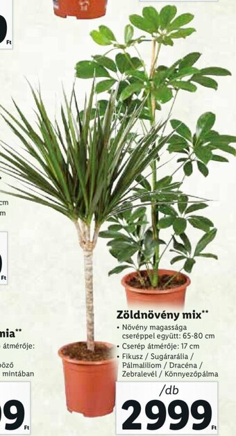 Lidl Zöldnövény mix 1 db ajánlat