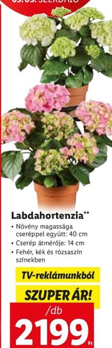 Lidl Labdahortenzia 1 db ajánlat
