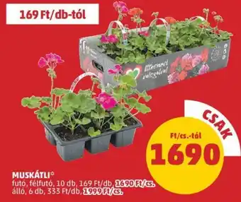 PENNY Muskátli 10 db ajánlat