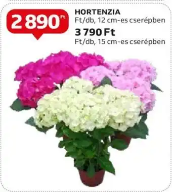 Hortenzia 1 db