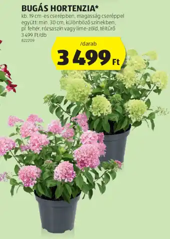 ALDI Bugás hortenzia 1 db ajánlat