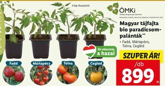 Lidl Magyar tájfajta bio paradicsom-palánták 1 db ajánlat