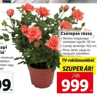 Lidl Cserepes rózsa 1 db ajánlat