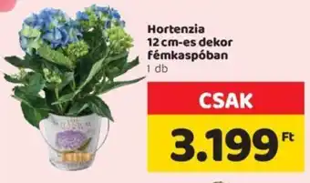 Hortenzia 12 cm-es dekor fémkaspóban 1 db