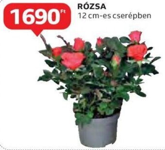 Auchan Rózsa 1 db ajánlat