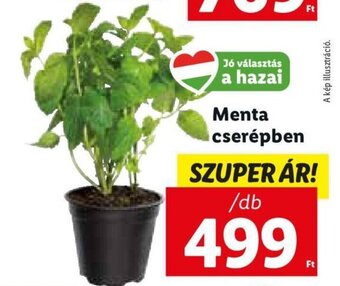 Lidl Menta cserépben 1 db ajánlat