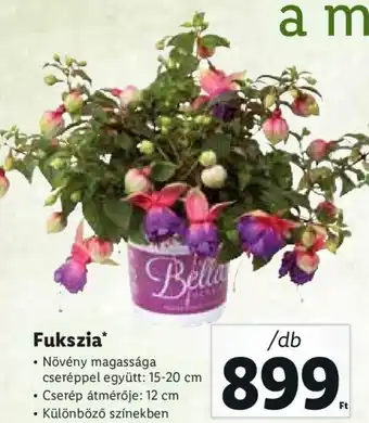 Lidl Fukszia 1 db ajánlat
