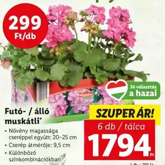 Lidl Futó-/ álló muskátli 6 db ajánlat