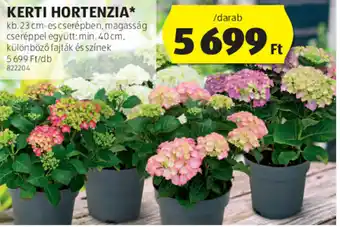 ALDI Kerti hortenzia 1 db ajánlat