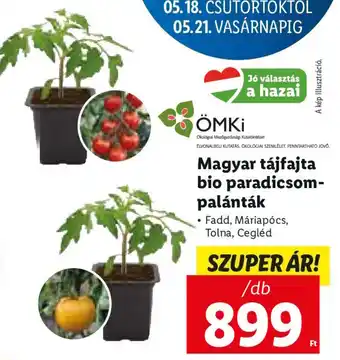 Lidl Magyar tájfajta bio paradicsom- palánták 1 db ajánlat