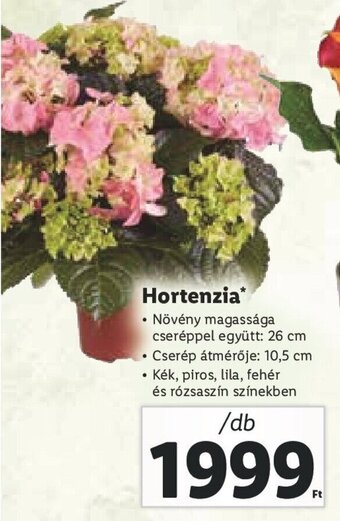 Lidl Hortenzia 1 db ajánlat