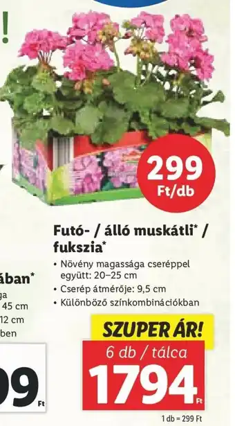 Lidl Futó- / álló muskátli* / fukszia* 6 db ajánlat