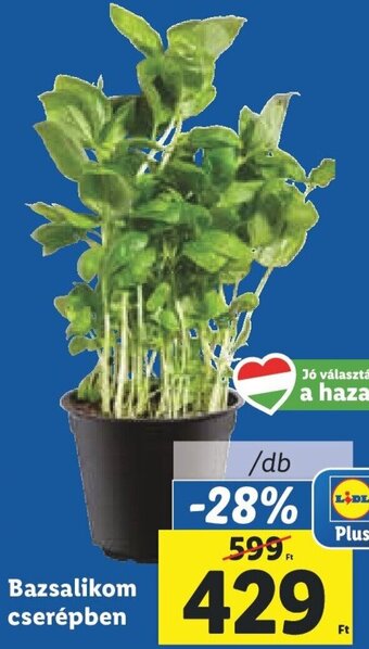Lidl Bazsalikom cserépben 1 db ajánlat