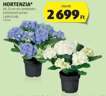 Hortenzia 1 db