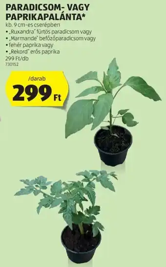 ALDI Paradicsom- vagy paprikapalánta 1 db ajánlat
