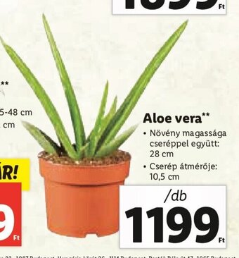 Lidl Aloe vera 1 db ajánlat