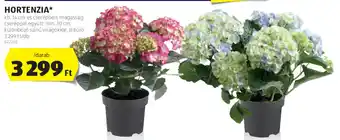 ALDI Hortenzia 1 db ajánlat