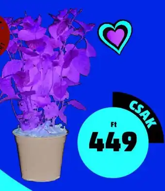 Menta fűszernövény 1 db