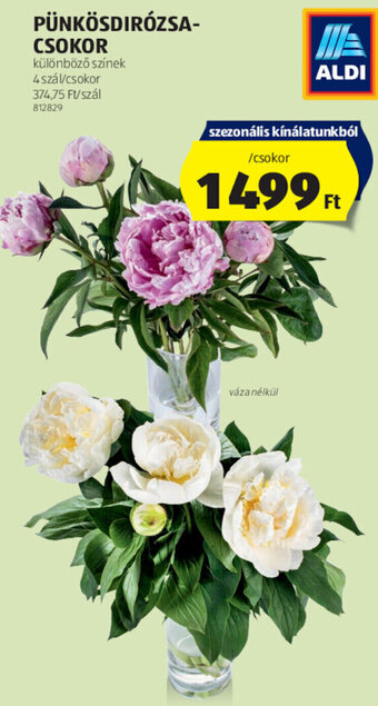 ALDI PÜNKÖSDIRÓZSA- CSOKOR ajánlat