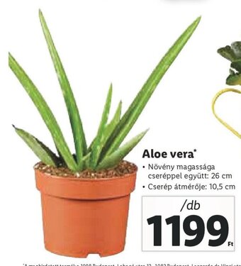 Aloe vera 1 db