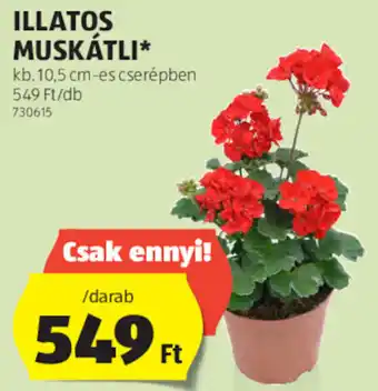 ALDI ILLATOS MUSKÁTLI 1 db ajánlat