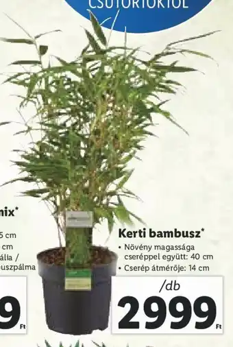 Lidl Kerti bambusz 1 db ajánlat
