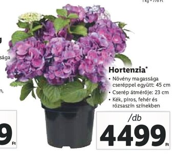 Lidl Hortenzia 1 db ajánlat
