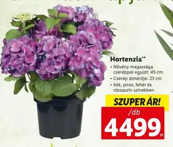 Lidl Hortenzia 1 db ajánlat