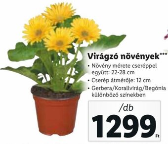 Lidl Virágzó növények 1 db ajánlat