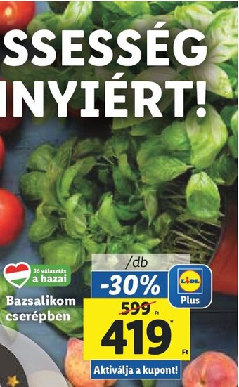 Bazsalikom cserépben 1 db