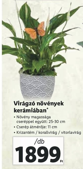 Lidl Virágzó növények kerámiában 1 db ajánlat