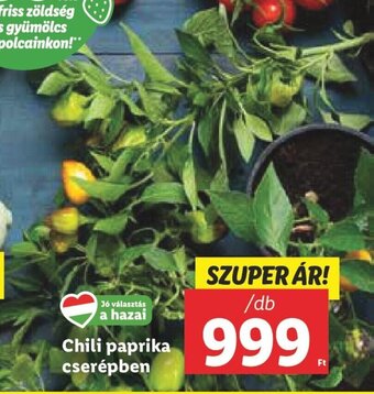 Lidl Chili paprika cserépben 1 db ajánlat