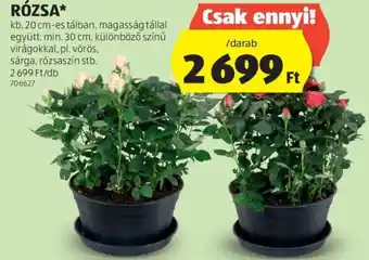 RÓZSA, kb. 20cm