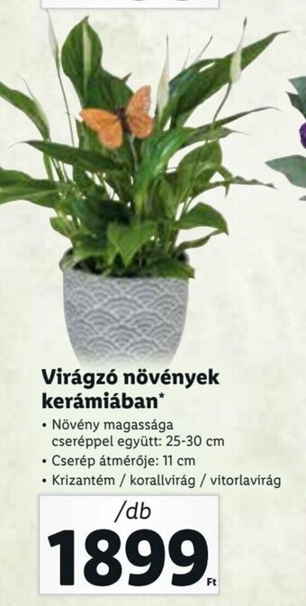 Lidl Virágzó növények kerámiában 1 db ajánlat