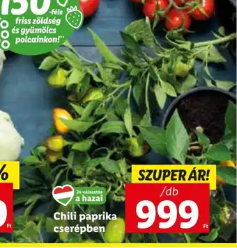 Lidl Chili paprika cserépben 1 db ajánlat