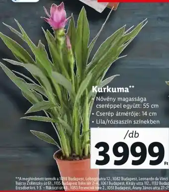 Kurkuma 1 db
